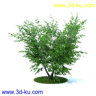 植物,喷泉,花园,椅子,小池子,长凳,篱笆,小木桥等模型合集的图片46