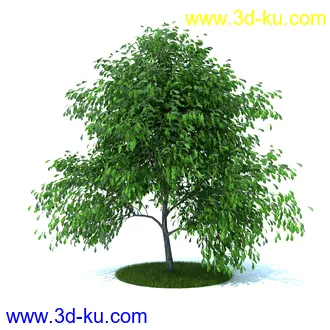 植物,喷泉,花园,椅子,小池子,长凳,篱笆,小木桥等模型合集的图片56