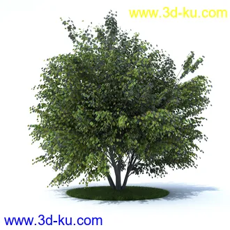 植物,喷泉,花园,椅子,小池子,长凳,篱笆,小木桥等模型合集的图片57