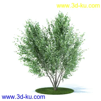 植物,喷泉,花园,椅子,小池子,长凳,篱笆,小木桥等模型合集的图片58