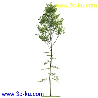 植物模型,树木模型合集的图片22