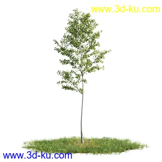 植物模型,树木模型合集的图片24