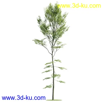 植物模型,树木模型合集的图片25