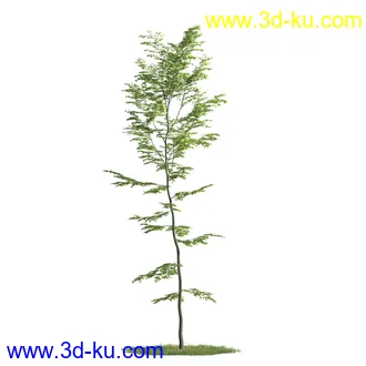 植物模型,树木模型合集的图片26
