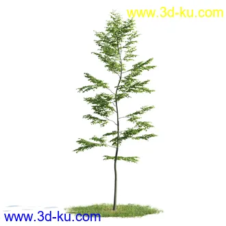 植物模型,树木模型合集的图片27