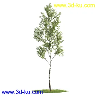 植物模型,树木模型合集的图片29