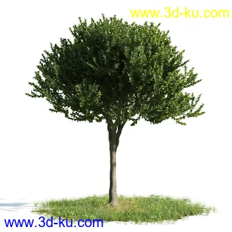 植物模型,树木模型合集的图片