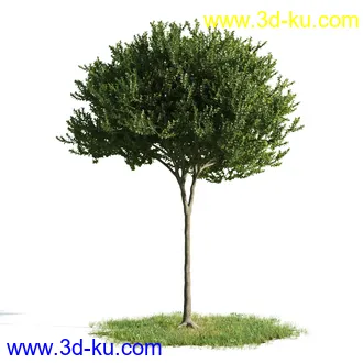 植物模型,树木模型合集的图片