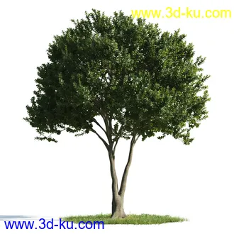 植物模型,树木模型合集的图片