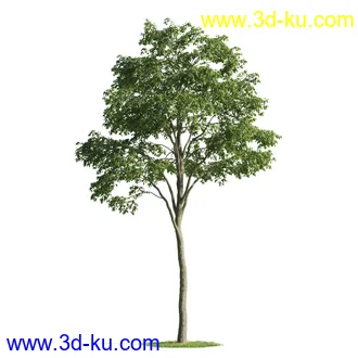 植物模型,树木模型合集的图片