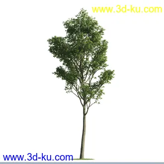 植物模型,树木模型合集的图片