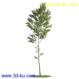 植物模型,树木模型合集的图片