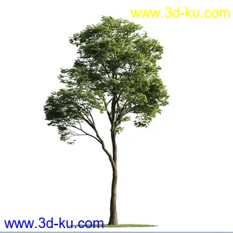 植物模型,树木模型合集的图片