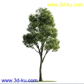 植物模型,树木模型合集的图片