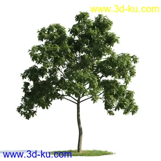 植物模型,树木模型合集的图片