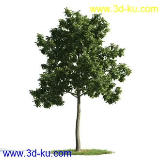 植物模型,树木模型合集的图片