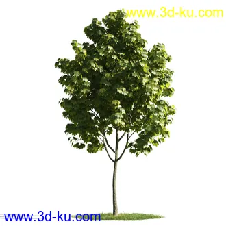 植物模型,树木模型合集的图片
