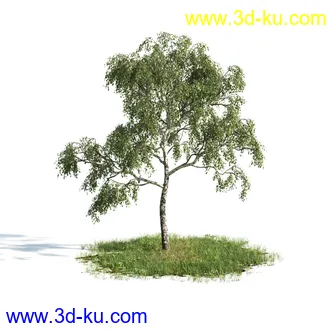 植物模型,树木模型合集的图片