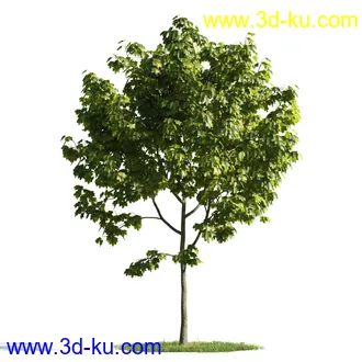 植物模型,树木模型合集的图片