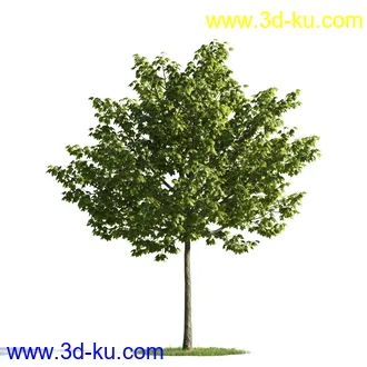 植物模型,树木模型合集的图片