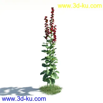 植物模型,草本植物,草丛,蒲公英,野花,野草等模型合集的图片
