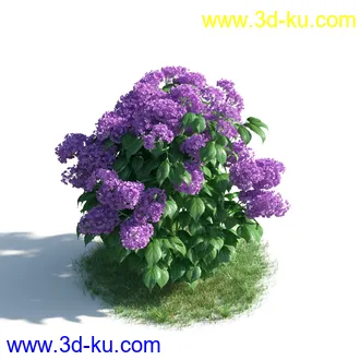 植物模型,草本植物,草丛,蒲公英,野花,野草等模型合集的图片