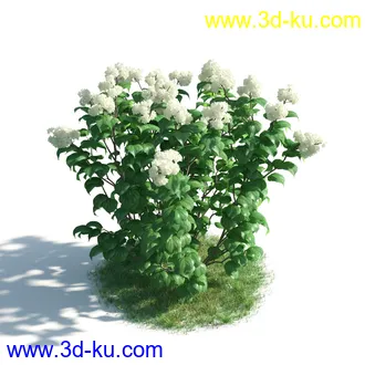 植物模型,草本植物,草丛,蒲公英,野花,野草等模型合集的图片