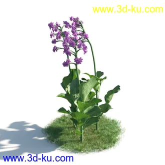 植物模型,草本植物,草丛,蒲公英,野花,野草等模型合集的图片