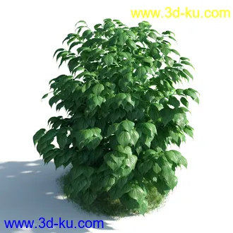 植物模型,草本植物,草丛,蒲公英,野花,野草等模型合集的图片