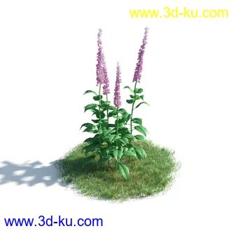 植物模型,草本植物,草丛,蒲公英,野花,野草等模型合集的图片