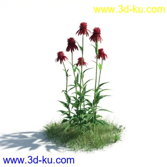 植物模型,草本植物,草丛,蒲公英,野花,野草等模型合集的图片