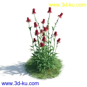 植物模型,草本植物,草丛,蒲公英,野花,野草等模型合集的图片