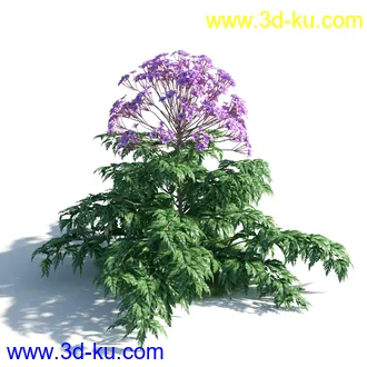 植物模型,草本植物,草丛,蒲公英,野花,野草等模型合集的图片