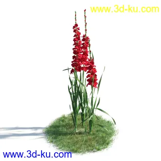 植物模型,草本植物,草丛,蒲公英,野花,野草等模型合集的图片