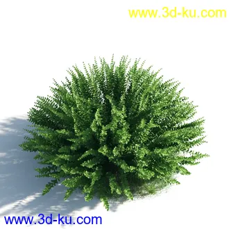 植物模型,草本植物,草丛,蒲公英,野花,野草等模型合集的图片34