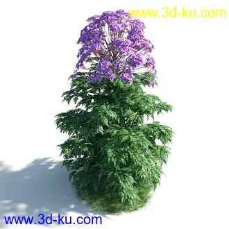 植物模型,草本植物,草丛,蒲公英,野花,野草等模型合集的图片35