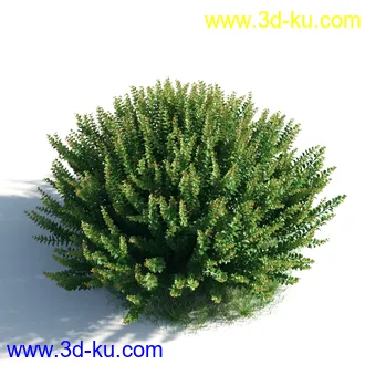 植物模型,草本植物,草丛,蒲公英,野花,野草等模型合集的图片36