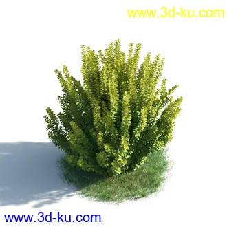 植物模型,草本植物,草丛,蒲公英,野花,野草等模型合集的图片38