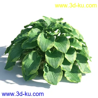 植物模型,草本植物,草丛,蒲公英,野花,野草等模型合集的图片41
