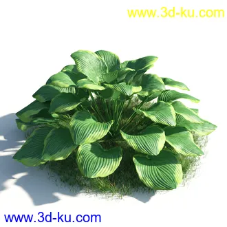 植物模型,草本植物,草丛,蒲公英,野花,野草等模型合集的图片42
