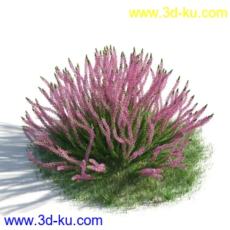 植物模型,草本植物,草丛,蒲公英,野花,野草等模型合集的图片43