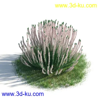植物模型,草本植物,草丛,蒲公英,野花,野草等模型合集的图片44