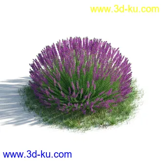 植物模型,草本植物,草丛,蒲公英,野花,野草等模型合集的图片45