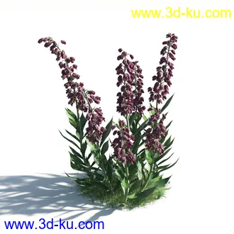 植物模型,草本植物,草丛,蒲公英,野花,野草等模型合集的图片53