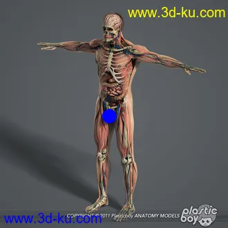 人体器官模型,男女人物解剖模型,人类肌肉骨骼神经内脏模型,maya,max,c4d的图片1
