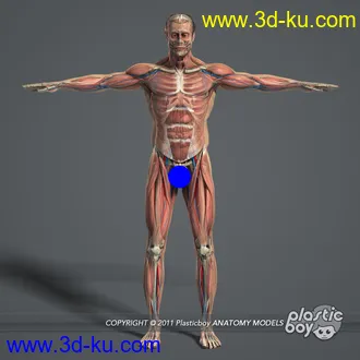 人体器官模型,男女人物解剖模型,人类肌肉骨骼神经内脏模型,maya,max,c4d的图片2