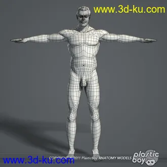 人体器官模型,男女人物解剖模型,人类肌肉骨骼神经内脏模型,maya,max,c4d的图片3