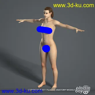 人体器官模型,男女人物解剖模型,人类肌肉骨骼神经内脏模型,maya,max,c4d的图片6
