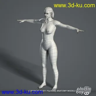 人体器官模型,男女人物解剖模型,人类肌肉骨骼神经内脏模型,maya,max,c4d的图片7