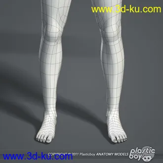 人体器官模型,男女人物解剖模型,人类肌肉骨骼神经内脏模型,maya,max,c4d的图片9
